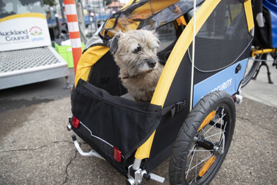 Canine cabs 1 kosher-in-her-chauffeur-driven-cab