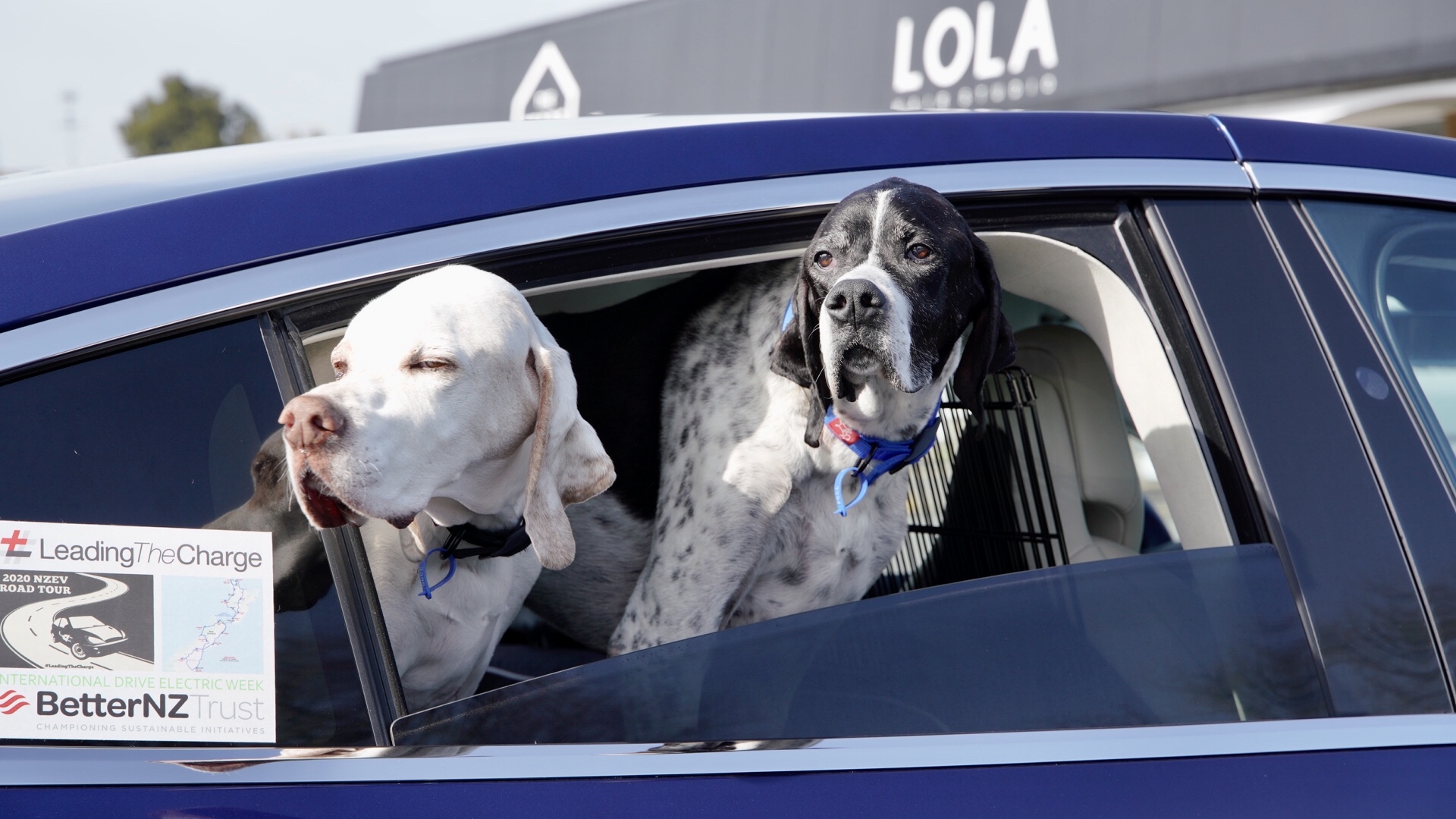 EV road trip New Plymouth dogs at Lola Sam Lynch