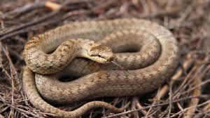 Smooth-snake-Germany-1