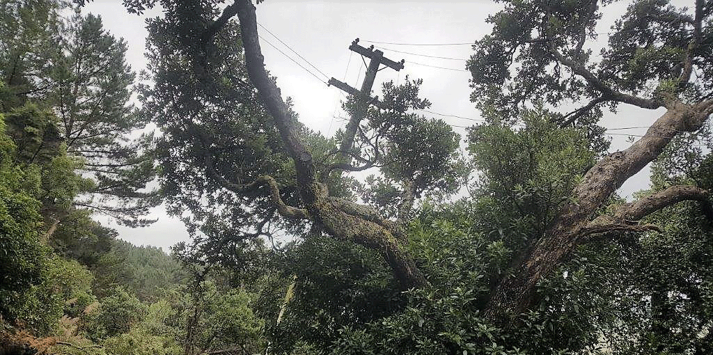 trees-near-power-lines-Vector