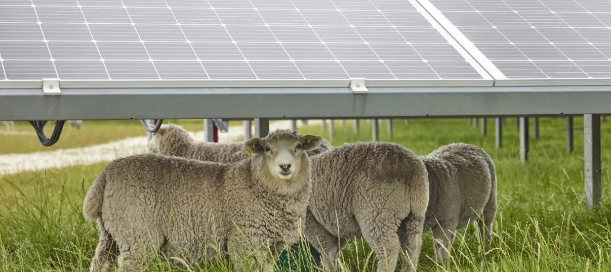 Clarus Te Aroha solar farm
